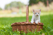 Two little cats in wicker basket