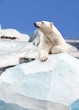 polar bear standing on the ice block