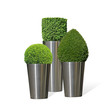 buxus talllés