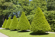 Trrimmed trees