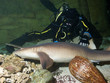 courageous diver and Nurse shark (Ginglymostoma cirratum)