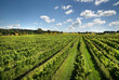 Vineyard Scene