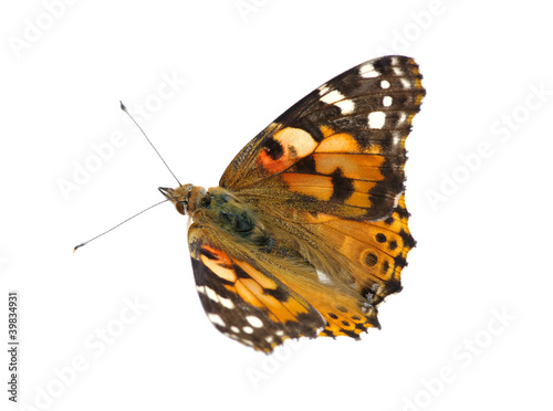 Photo: butterfly on white butterfly on white