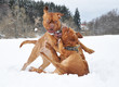 dogue de bordeaux play dogue de bordeaux play