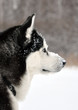 Portrait of a Siberian Husky Portrait of a Siberian Husky