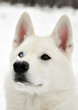 Portrait of eyed husky Portrait of eyed husky
