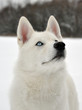 White, blue-eyed husky White, blue-eyed husky