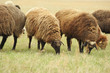 Sheeps on a meadow