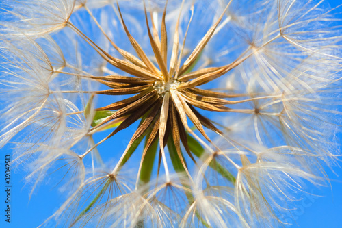 Foto: Detail einer Pusteblume Detail einer Pusteblume