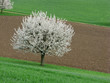 Obstbaumblüte im Frühling