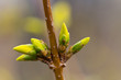Knospe,Forsythie