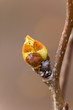 Knospe,Johannisbeere Knospe,Johannisbeere