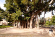 Big ficus tree in Palermo