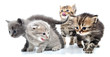 group of little kittens