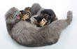 mother cat breastfeeding her kittens