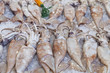 fresh squids