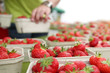 Frische Erdbeeren