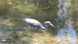 Tricolored heron hunting in the Everglades
