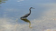 Tricolored heron in the Florida Everglades