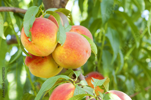 Photo: Peaches Peaches