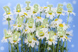 Daisies for lovers Daisies for lovers