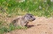 Foto: cucciolo di marmotta - baby marmot cucciolo di marmotta - baby marmot