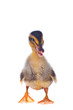 Ducklings on a white background