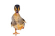 Ducklings on a white background