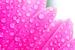 Petals pink gerbers with dew drops