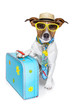 dog as a tourist