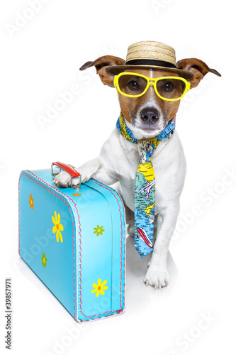 Foto: dog as a tourist dog as a tourist