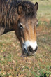 head of exmoor pony