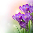 Crocus Spring Flowers