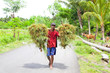 Indonesian farmer carrying grass .Lombok