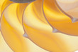 Photo: Nautilus shell Nautilus shell