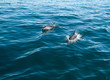 Banc de dauphins obscurs