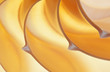Photo: Nautilus shell Nautilus shell
