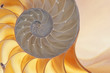 Photo: Nautilus shell Nautilus shell