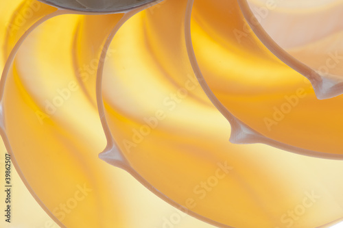 Photo: Nautilus shell Nautilus shell