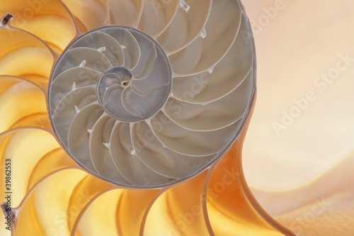 Photo: Nautilus shell Nautilus shell