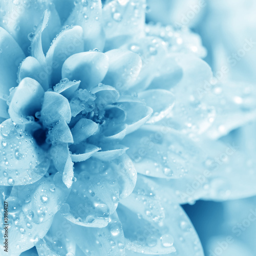 Photo: Beautiful blue flower with drops Beautiful blue flower with drops