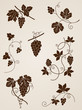 grape vine design elements