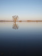 Trees reflections at dawn, during a winter river flood.