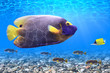 Photo: Tropical fishes Tropical fishes