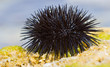 Sea urchin on a rock by the sea