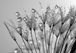 Photo en ligne au meilleur prix dewy dandelion