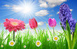 Photo en ligne au meilleur prix Fresh spring grass with flower on the blue sky