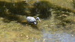 Tricolored heron hunting in the Everglades