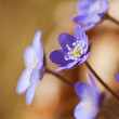 Farbenfrohe Blumen