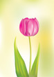 pink tulip